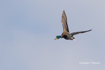 Grsand / Mallard / Male