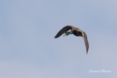Grsand / Mallard / Male