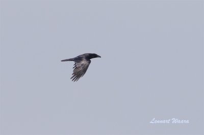 Korp / Common Raven
