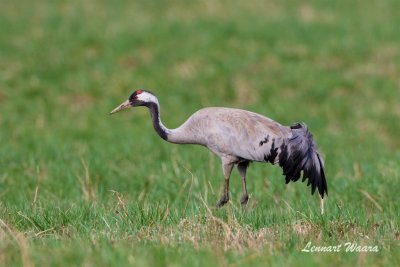 Trana / Common Crane