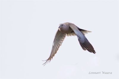 Turkduva / Eurasian Collared Dove