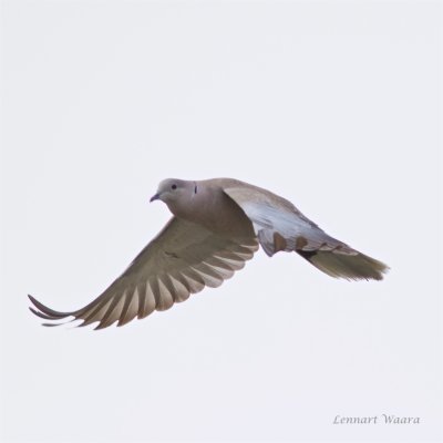 Turkduva / Collared Dove