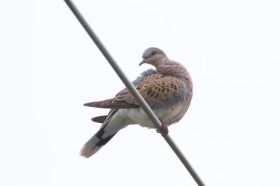 Turturduva / European Turtle Dove