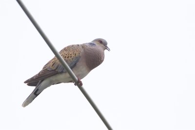 Turturduva / European Turtle Dove