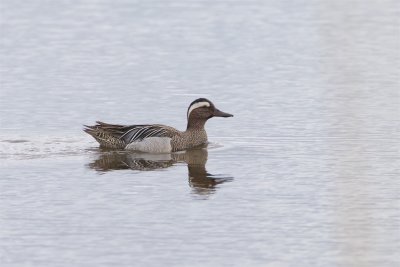 rta / Garganey / Male