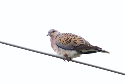 Turturduva / European Turtle Dove