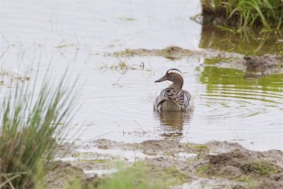 rta / Garganey / Male