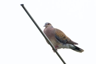 Turturduva / European Turtle Dove