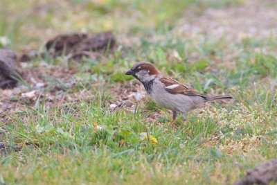 Grsparv / House Sparrow / Male