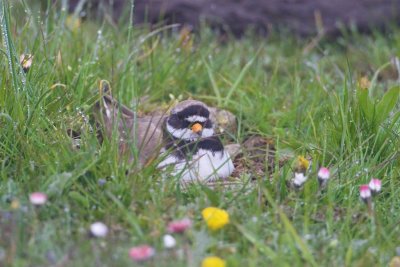 Större strandpipare / Common Ringed Plover