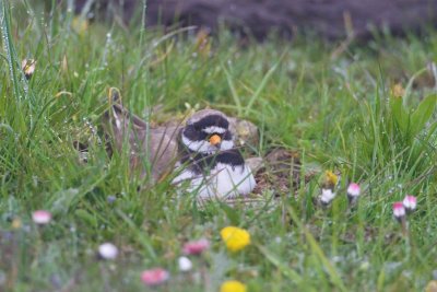 Strre strandpipare / Common Ringed Plover