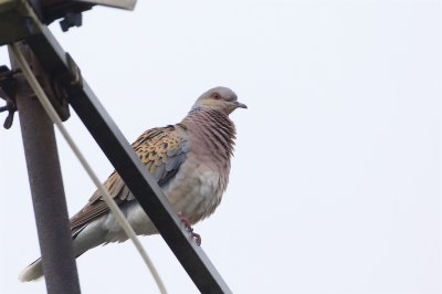 Turturduva / European Turtle Dove