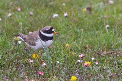 Strre strandpipare / Common Ringed Plover