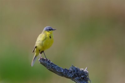 Gulrla / Yellow Wagtail