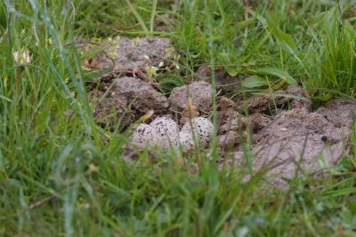 Strre strandpipare / Common Ringed Plover / Nest