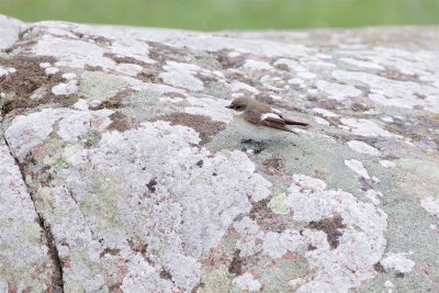Svartvit flugsnappare / European Pied Flycatcher / Female