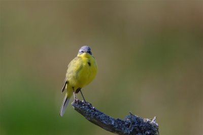 Gulrla / Yellow Wagtail