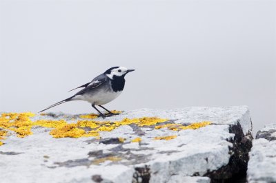 Sdesrla / White Wagtail