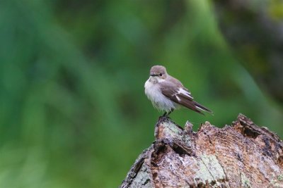 Svartvit flugsnappare / European Pied Flycatcher / Female