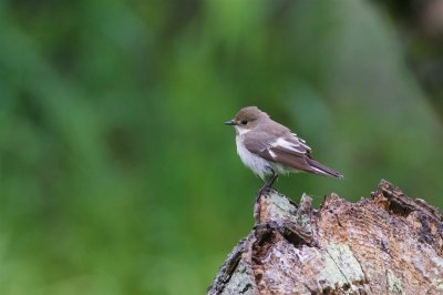 Svartvit flugsnappare / European Pied Flycatcher / Male