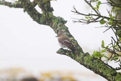 Svartvit flugsnappare / European Pied Flycatcher / Female