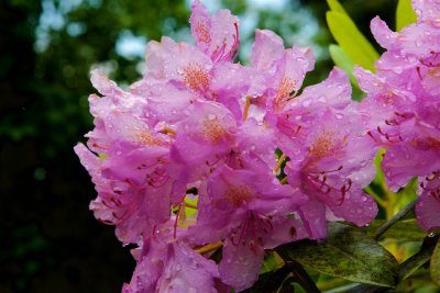 Rhododendron