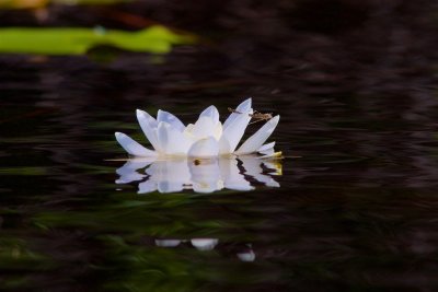 Vit nckros / White Water-Lily