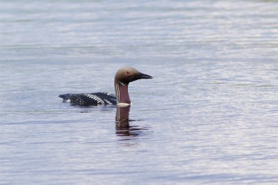 Storlom / Black-throated loon