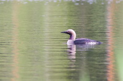 Storlom / Black-throated loon