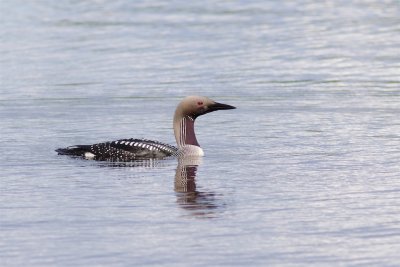 Storlom / Black-throated Loon