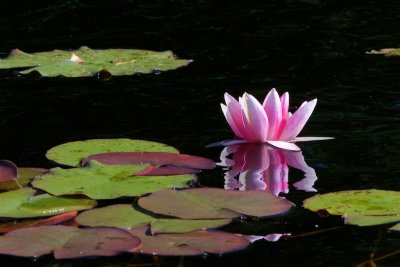Rd nckros / Red Water-Lily
