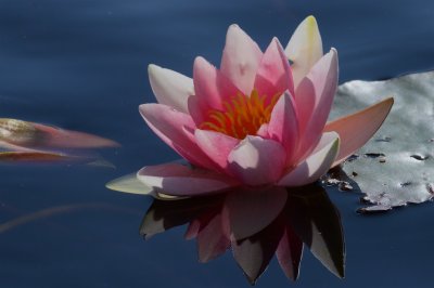 Rd nckros / Red Water-Lily