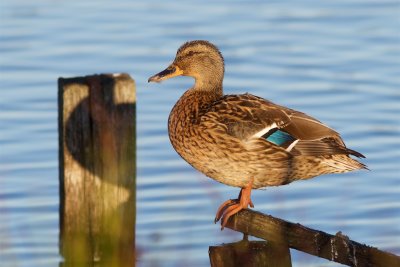 Grsand / Mallard / Female