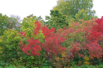 Hstfrgerna / Autumn colors