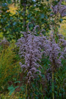 Hstgullris / Late Goldenrod