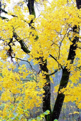 Lönnlöv / Maple leaves