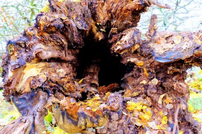 Rotvälta / Uprooted