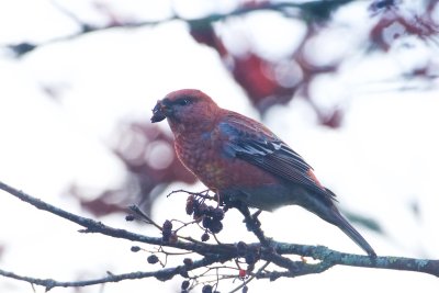 Tallbit / Pine grosbeak / Male