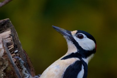 Strre hackspett / Great Spotted Woodpecker / Male