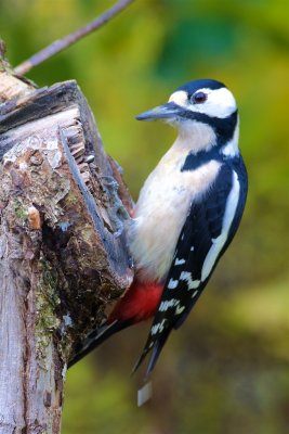 Strre hackspett / Great Spotted Woodpecker / Male