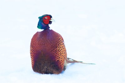 Fasan / Pheasant / male