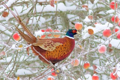 Fasan / Pheasant / male