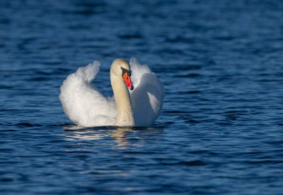 Knlsvan / Mute Swan