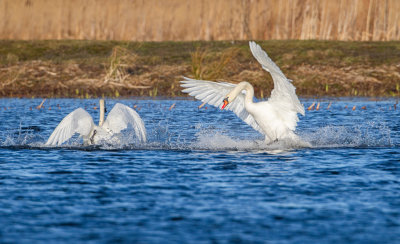 Knlsvan / Mute Swan