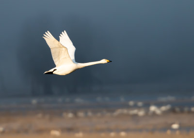 Sngsvan / Whopper Swan