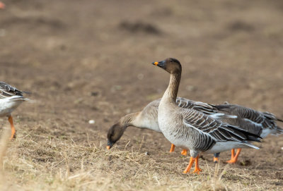 Tundrasdgs / Bean Goose Rossicus