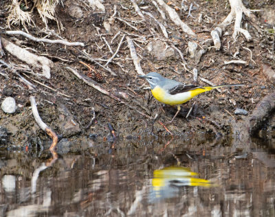 Forsrla / Grey Wagtail