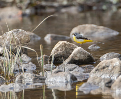 Forsrla / Grey Wagtail