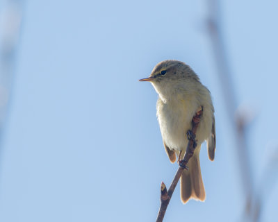 Gransngare / Chiffchaff