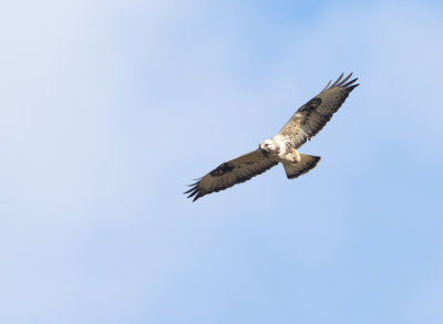 Fjllvrk / Rough-legged Buzzard